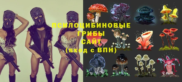 крисы Новозыбков