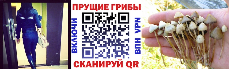 Псилоцибиновые грибы мицелий Луховицы