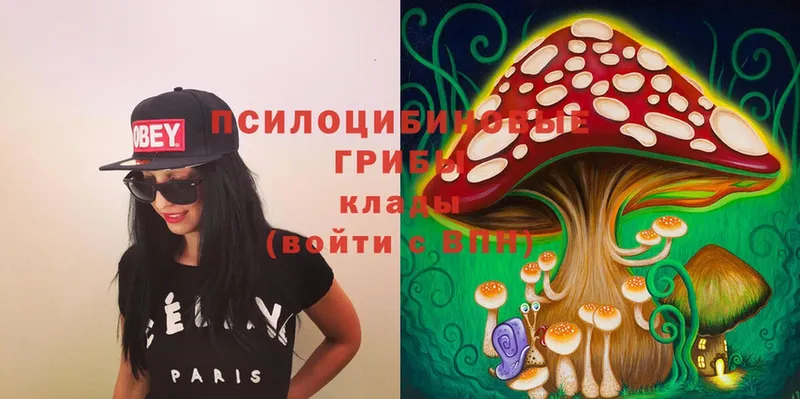 магазин    Луховицы  Псилоцибиновые грибы Psilocybe 